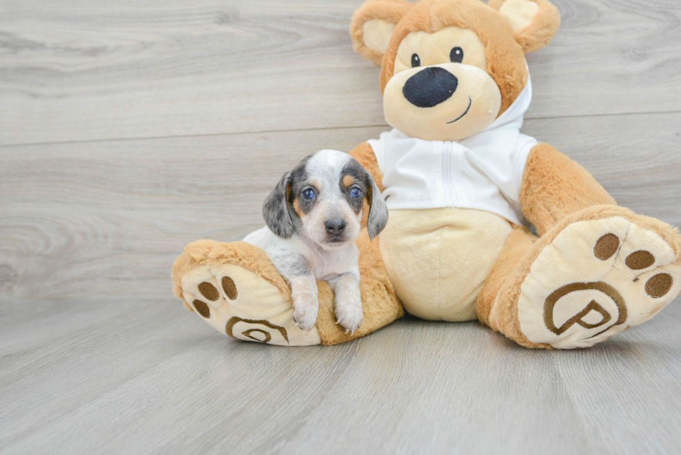 Dachshund Pup Being Cute