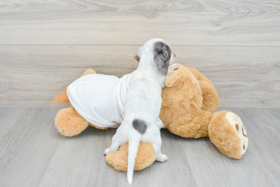 Cute Dachshund Purebred Pup