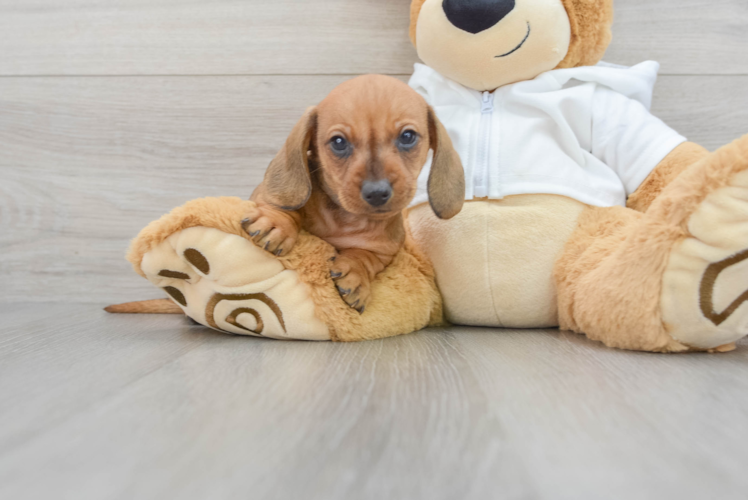 Cute Dachshund Purebred Pup