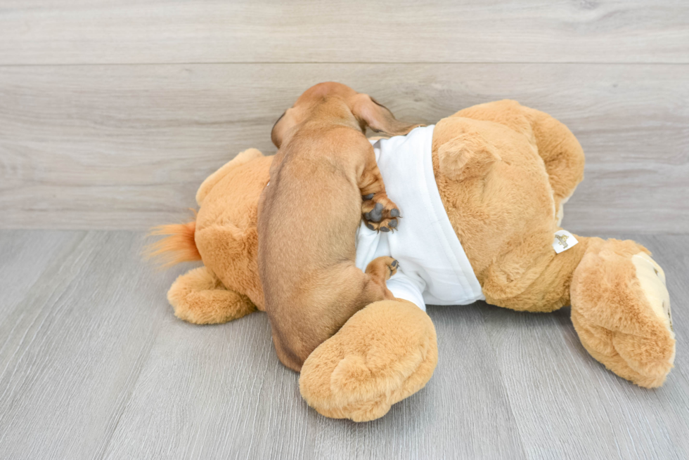 Cute Dachshund Baby