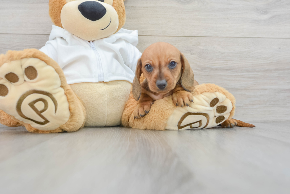 Cute Dachshund Baby