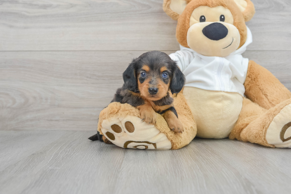 Best Dachshund Baby