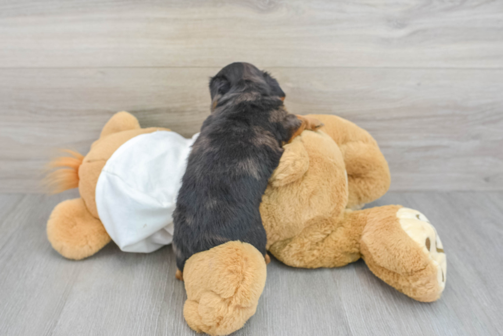 Cute Dachshund Purebred Pup