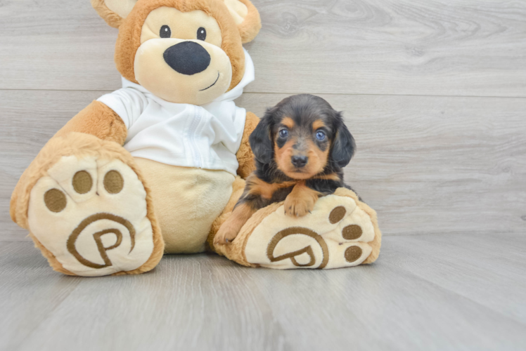 Cute Dachshund Purebred Pup