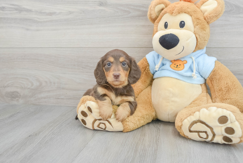 Cute Dachshund Purebred Puppy