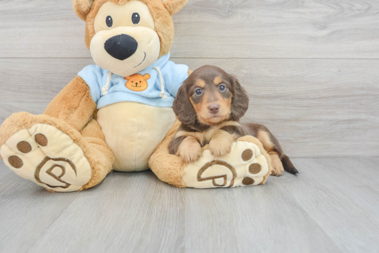 Cute Dachshund Baby