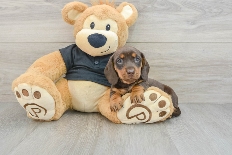 Cute Dachshund Purebred Pup