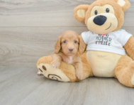 6 week old Dachshund Puppy For Sale - Premier Pups