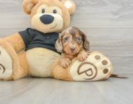 5 week old Dachshund Puppy For Sale - Premier Pups