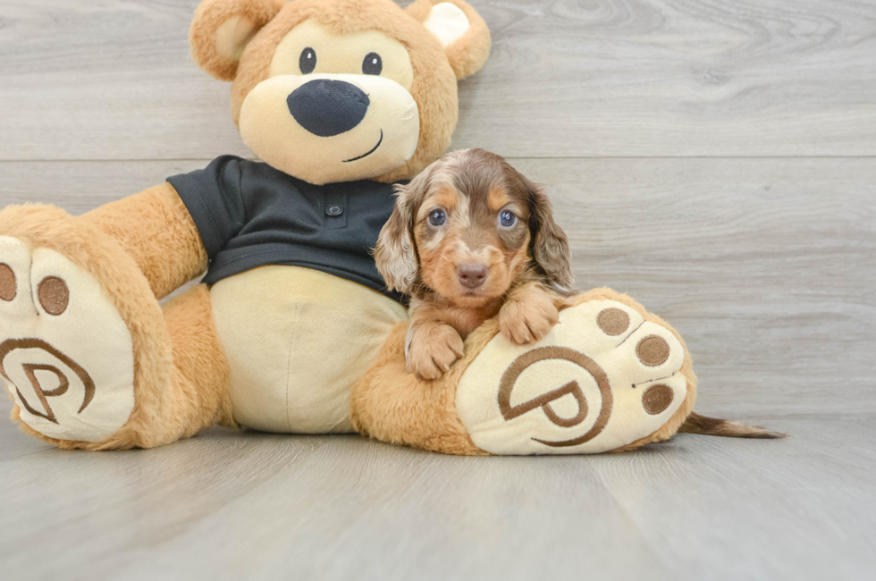 5 week old Dachshund Puppy For Sale - Premier Pups