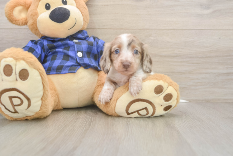Cute Dachshund Baby