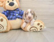 5 week old Dachshund Puppy For Sale - Premier Pups