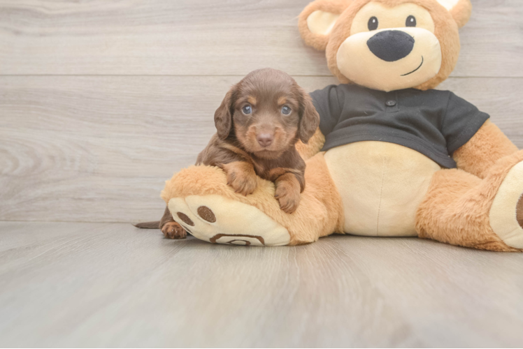 Cute Dachshund Baby