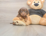 6 week old Dachshund Puppy For Sale - Premier Pups