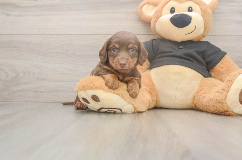 5 week old Dachshund Puppy For Sale - Premier Pups