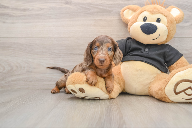 Cute Doxie Purebred Puppy