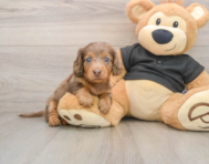 5 week old Dachshund Puppy For Sale - Premier Pups