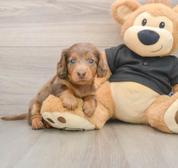 6 week old Dachshund Puppy For Sale - Premier Pups