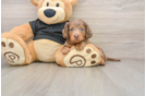 Cute Dachshund Baby