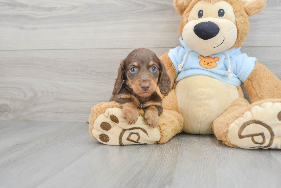 Cute Dachshund Baby