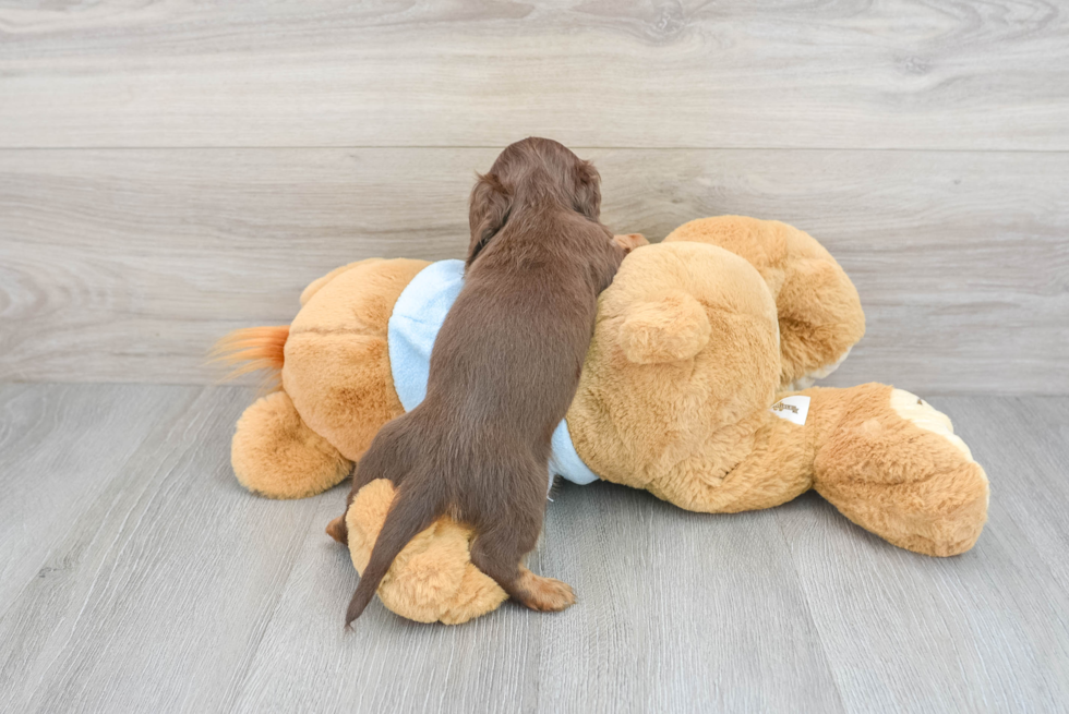 Dachshund Pup Being Cute