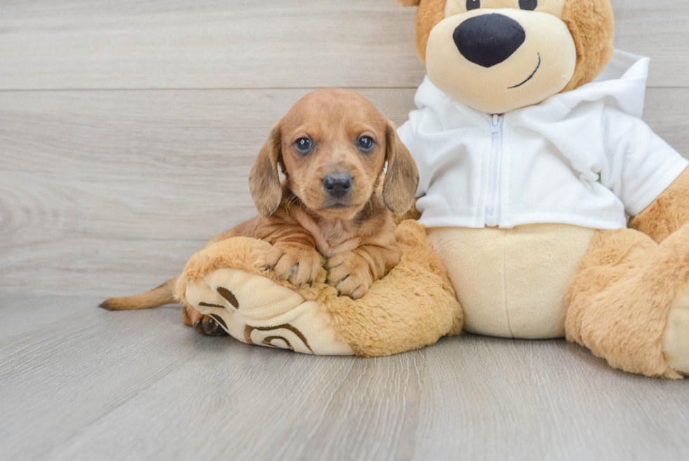 Cute Dachshund Purebred Pup