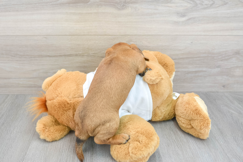 Cute Dachshund Purebred Puppy