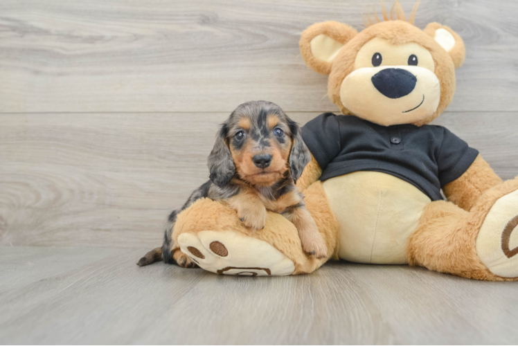 Dachshund Puppy for Adoption