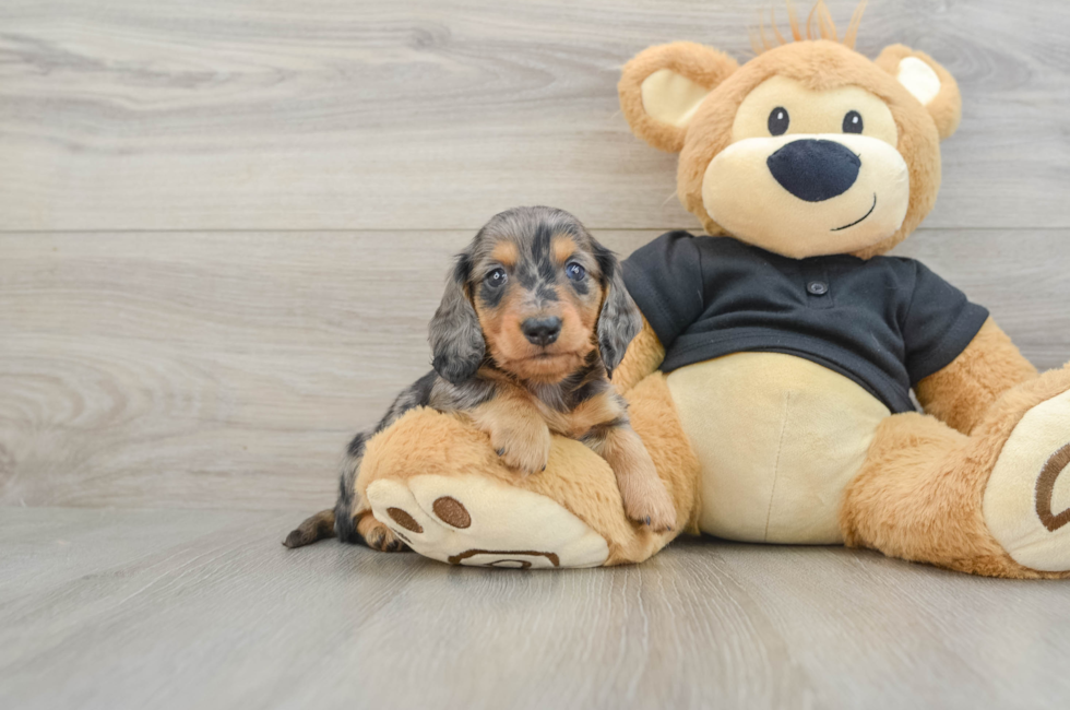 5 week old Dachshund Puppy For Sale - Premier Pups