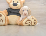 5 week old Dachshund Puppy For Sale - Premier Pups