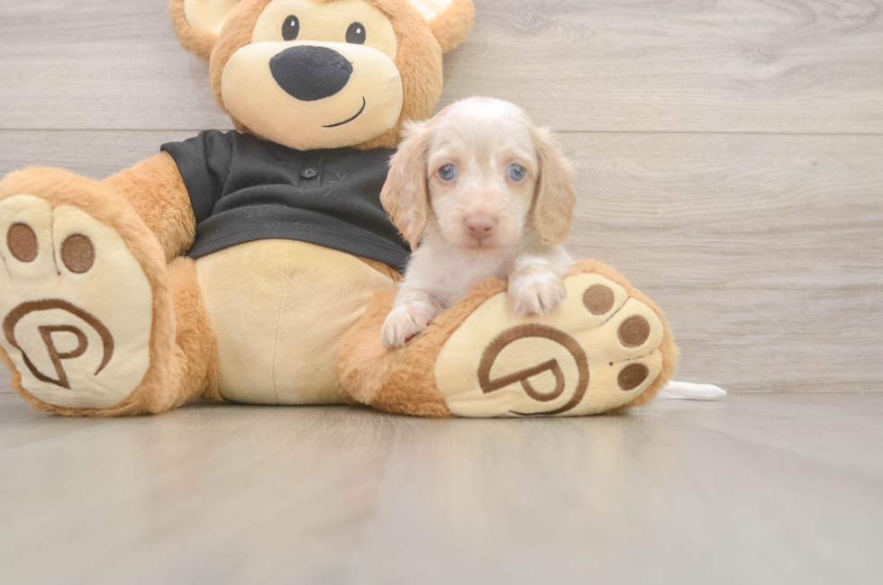 6 week old Dachshund Puppy For Sale - Premier Pups