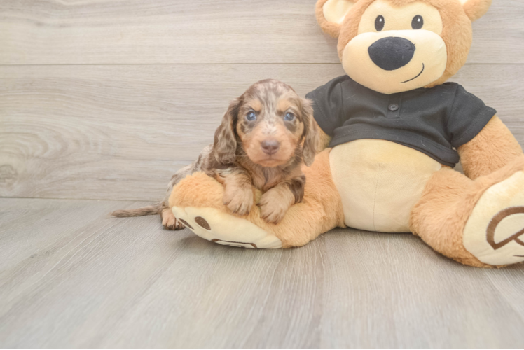 Dachshund Puppy for Adoption