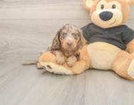 5 week old Dachshund Puppy For Sale - Premier Pups