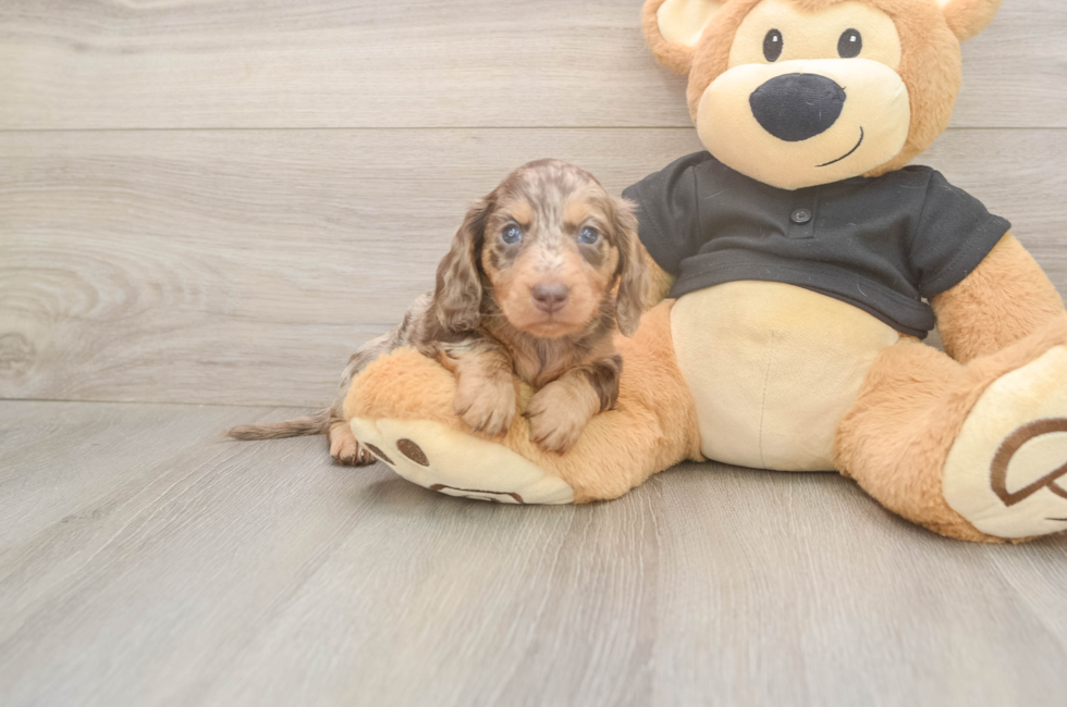 5 week old Dachshund Puppy For Sale - Premier Pups