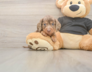 6 week old Dachshund Puppy For Sale - Premier Pups