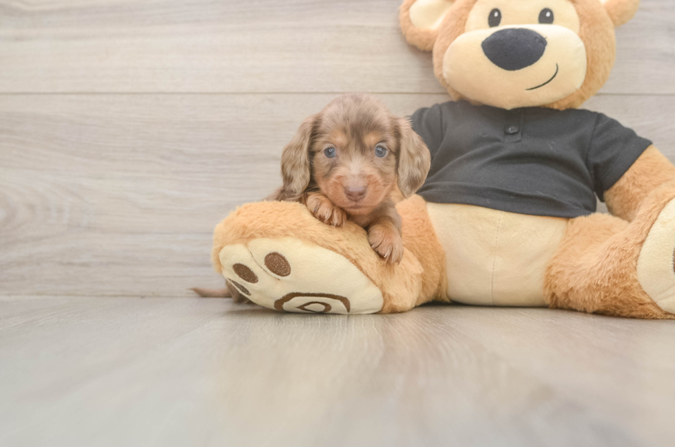 5 week old Dachshund Puppy For Sale - Premier Pups