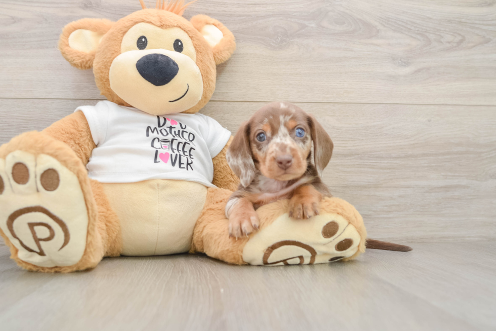 Dachshund Pup Being Cute