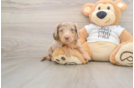 Dachshund Pup Being Cute