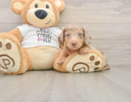 5 week old Dachshund Puppy For Sale - Premier Pups