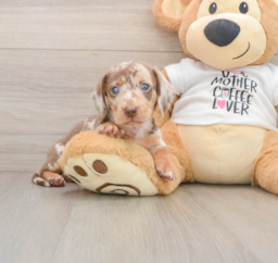 5 week old Dachshund Puppy For Sale - Premier Pups