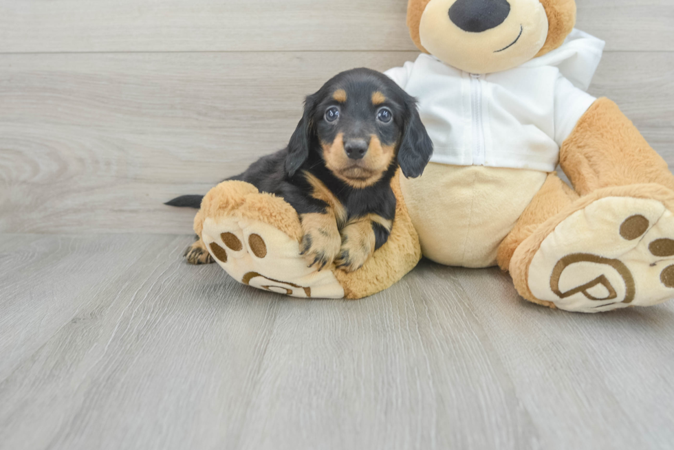 Dachshund Puppy for Adoption