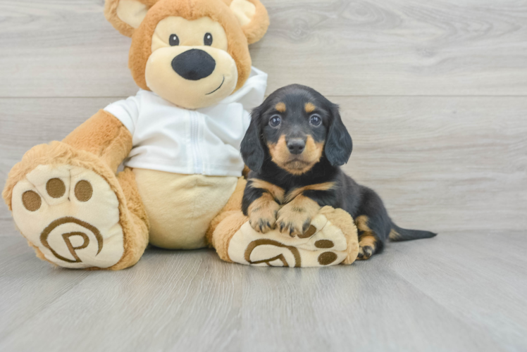 Cute Dachshund Purebred Pup