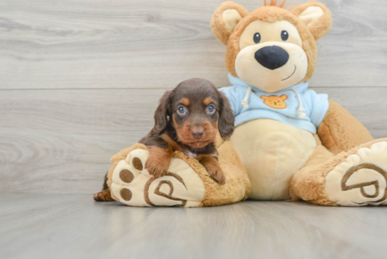 Cute Doxie Purebred Puppy