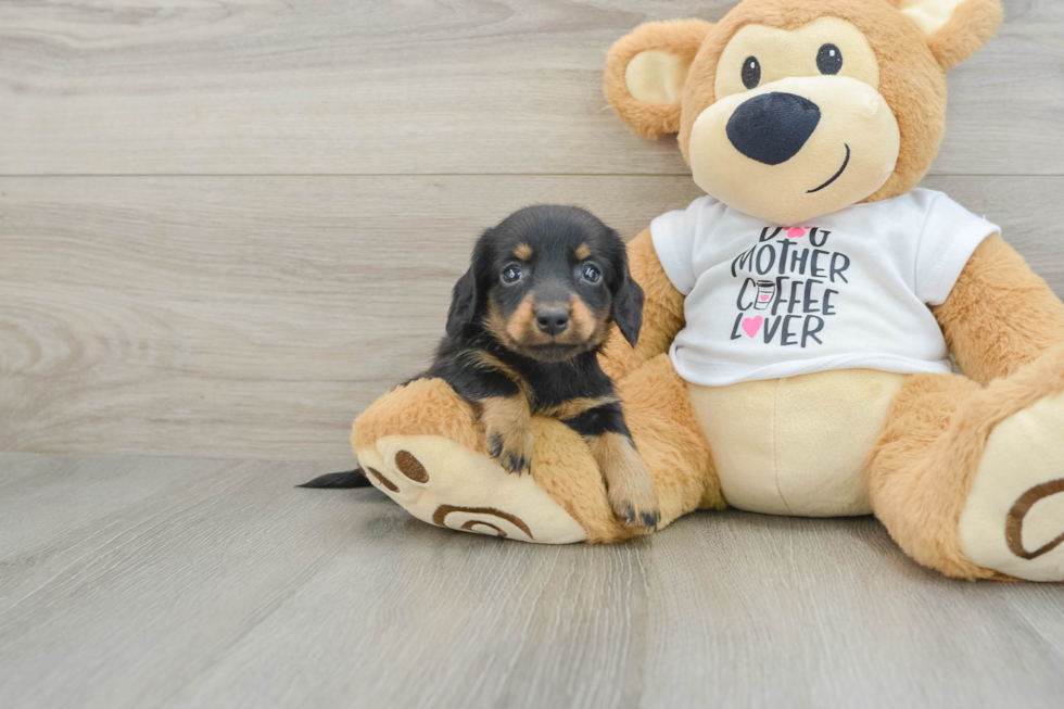 Best Dachshund Baby