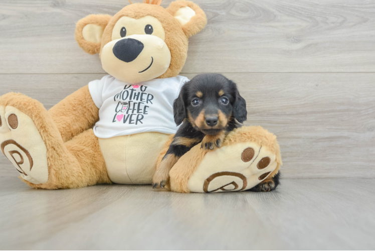 Cute Dachshund Purebred Pup