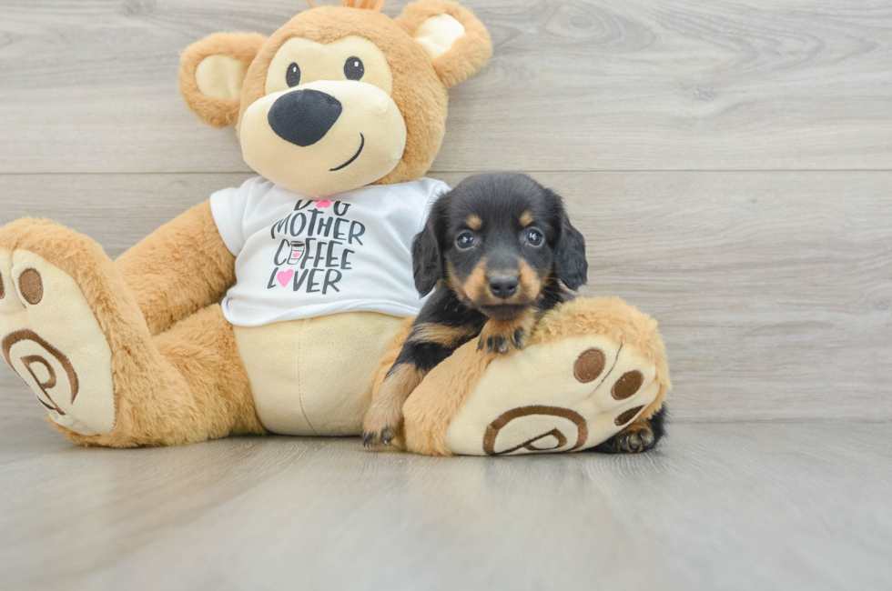 6 week old Dachshund Puppy For Sale - Premier Pups