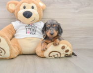 6 week old Dachshund Puppy For Sale - Premier Pups