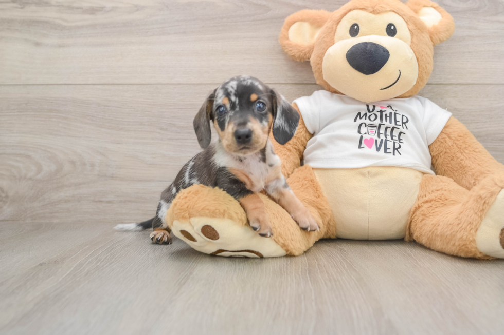 Cute Dachshund Baby