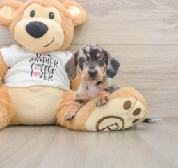 5 week old Dachshund Puppy For Sale - Premier Pups