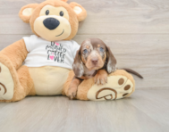 6 week old Dachshund Puppy For Sale - Premier Pups